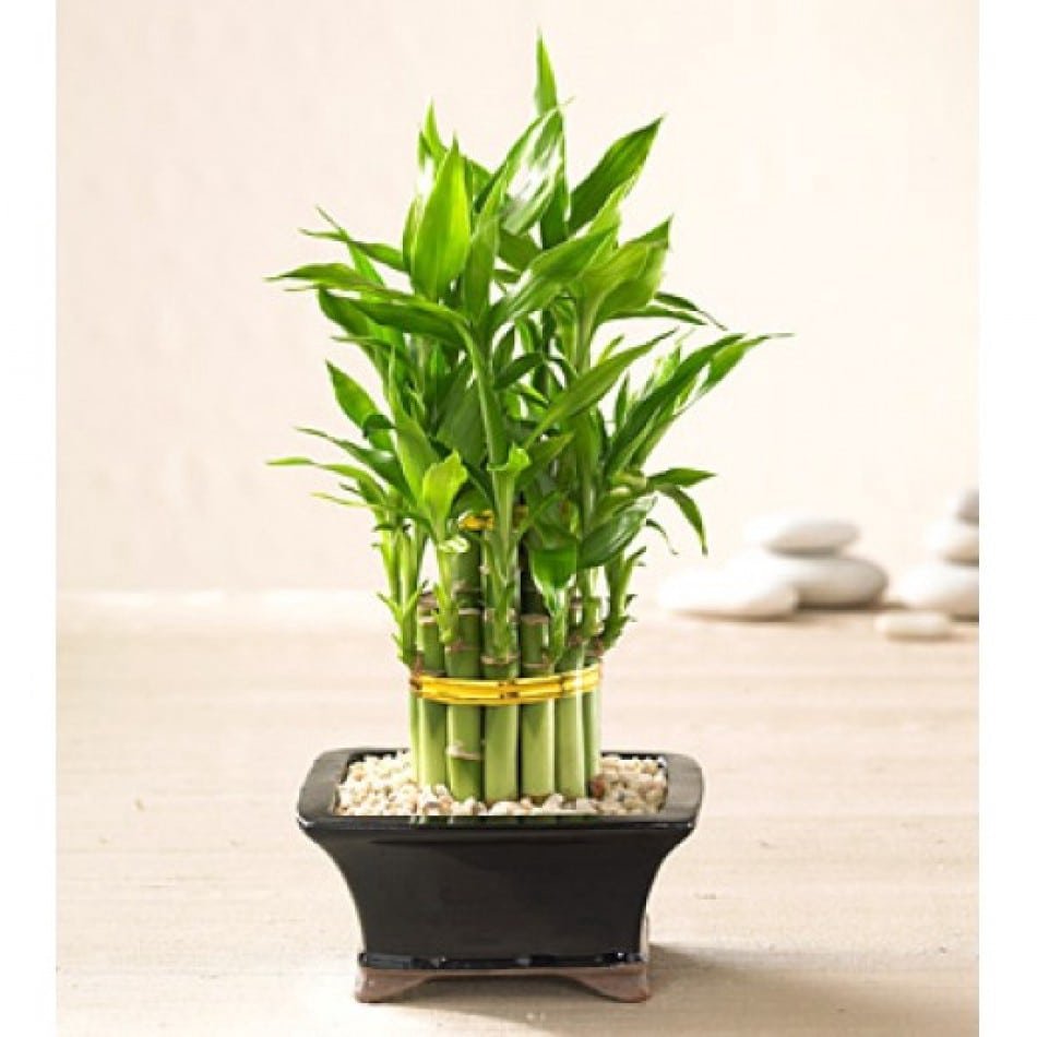 Lucky Bamboo Chennai | Gift Chennai | Gifting Chennai | Chennai Rose ...