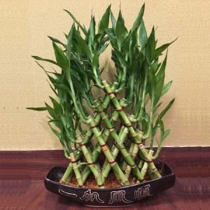 lucky bamboo pyramid